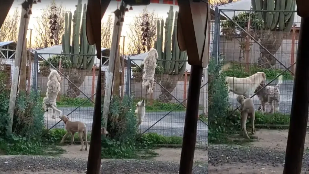 perrito escapa de casa por reja para jugar con su amigo
