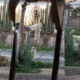 perrito escapa de casa por reja para jugar con su amigo
