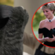 vestido de venganza de la princesa Diana se exhibe antes de su subasta en Sotheby’s